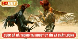 Cược đá gà Thomo tại HDBET