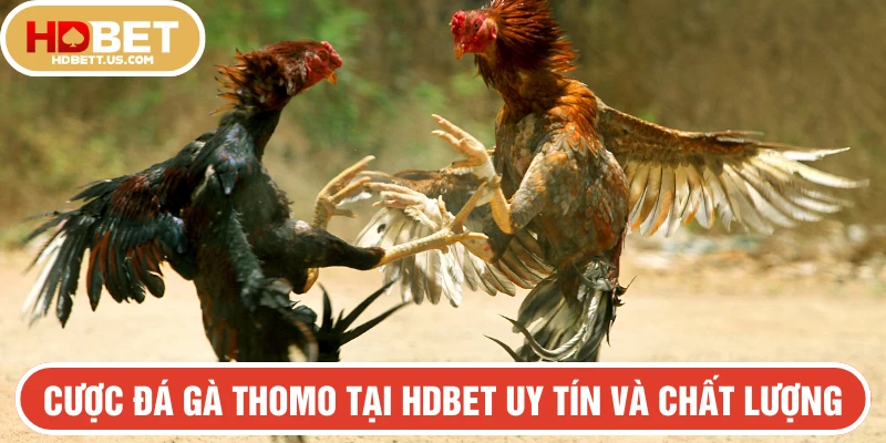 Cược đá gà Thomo tại HDBET