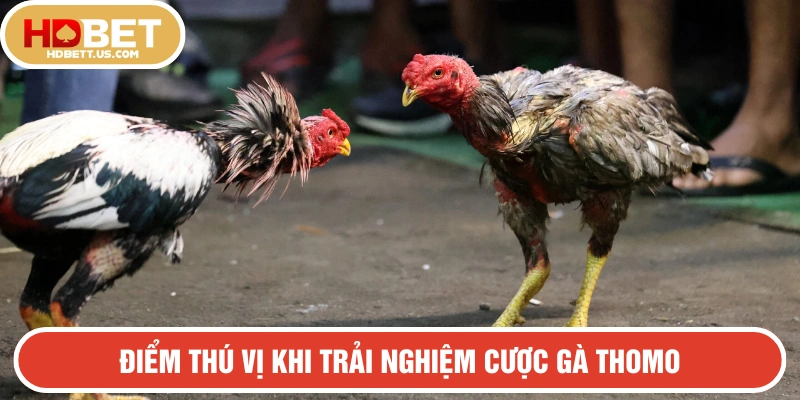 Những điểm thú vị khi trải nghiệm cược gà Thomo