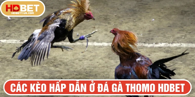 Các kèo hấp dẫn có ở đá gà Thomo HDBET