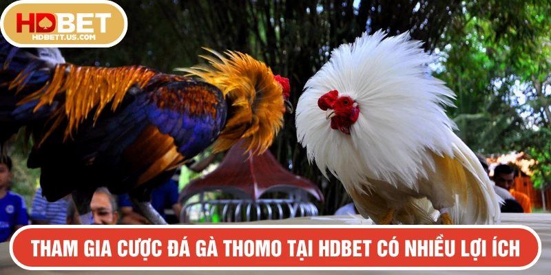 Tham gia cược đá gà Thomo tại HDBET nhận về nhiều lợi ích